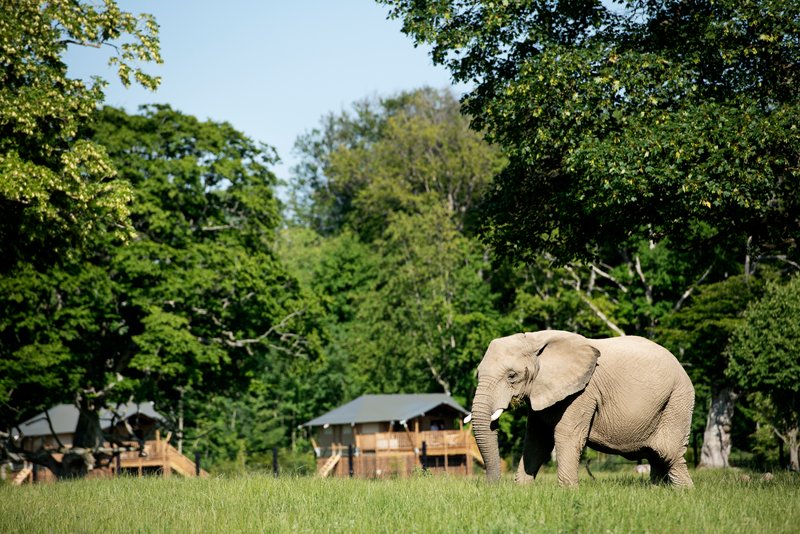 Knuthenborg Elefant 1 Credit Business Lolland Falster 800Px